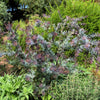 10 PURPLE ACACIA Baileyana Purpurea Fernleaf Mimosa Cootamundra Wattle Tree Yellow Flower Seeds