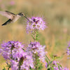 100 Rocky Mountain BEE PLANT Cleome Serrulata Flower Seeds