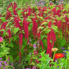 500 LOVE LIES BLEEDING Amaranthus Caudatus (Kiss Me Over The Garden Gate) Flower Seeds