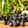 30 PURPLE CHOKEBERRY Aronia Prunifolia White Flower Fruit Shrub Seeds