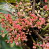 30 CHINESE SUMAC TREE Nutgall White Flowers Red Berries Rhus Chinensis Seeds