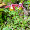 100 ORIENTAL COLUMBINE Plum & White Aquilegia Vulgaris Flower Seeds