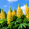 50 GOLDEN LUPINE Lupinus Densiflorus Yellow Hummingbird Flower Seeds