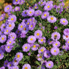 100 Purple NEW ENGLAND ASTER (Michaelmas Daisy) Aster Novae var Angliae Flower Seeds