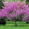 40 GIANT REDBUD TREE Cercis Gigantea Pink Purple Flower Seeds