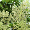 30 CHINESE SUMAC TREE Nutgall White Flowers Red Berries Rhus Chinensis Seeds