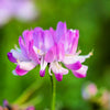 50 MILK VETCH Astragalus Sinicus Pink Purple Flower Ground Cover Legume Seeds