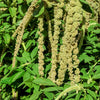150 AMARANTHUS GREEN TAILS Amaranthus Caudatus Flower Seeds