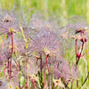 25 PRAIRIE SMOKE Geum Triflorum Purple Prairie Avens Pink Flower Seeds