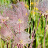 25 PRAIRIE SMOKE Geum Triflorum Purple Prairie Avens Pink Flower Seeds