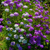 2000 TALL MIX CANDYTUFT Iberis Umbellata Mixed Colors Ground Cover Flower Seeds