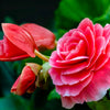 10 BRIGHT PINK DOUBLE BEGONIA Tuberosa Tuberous Begonia Shade Flower Seeds