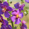 50 VIOLETTA VERBASCUM Phoeniceum Purple Mullein Nectar Flower Seeds