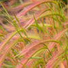 40 SQUIRREL TAIL Barley GRASS (Foxtail Barley) Hordeum Jubatum Ornamental Seeds