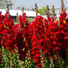 250 RUBY RED SNAPDRAGON Antirrhinum Majus Flower Seeds