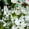 10 WHITE ALLIUM Neapolitanum Flowering or Naples Onion, Neopolitan or Daffodil Garlic Ornamental Flower Seeds