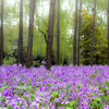 500 Purple FEBRUARY ORCHID Violet Cress Orychophragmus Violaceus 2" Flower Edible Vegetable Seeds