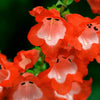 10 SCARLET PENSTEMON Hartwegii Beardtongue Red & White Flower Seeds