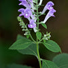 100 HOARY / DOWNY SKULLCAP Scutellaria Incana Flower Seeds