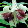 5 NEPAL LILY Green & Maroon Lilium Nepalense Fragrant Flower Seeds