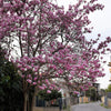 5 LILY MAGNOLIA Flower TREE Pink & Purple Fragrant Tulip Magnol Liliiflora Seeds