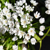 10 WHITE ALLIUM Neapolitanum Flowering or Naples Onion, Neopolitan or Daffodil Garlic Ornamental Flower Seeds
