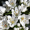 10 WHITE ALLIUM Neapolitanum Flowering or Naples Onion, Neopolitan or Daffodil Garlic Ornamental Flower Seeds