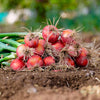 250 RED CREOLE ONION Spicy Cajun Short Day Allium Cepa Vegetable Seeds
