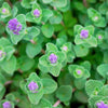 50 PERSIAN CATMINT Mussins Nepeta Racemosa Flower Seeds