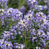 Wonderland Blue Alyssum Seeds – Lobularia Maritima Flower