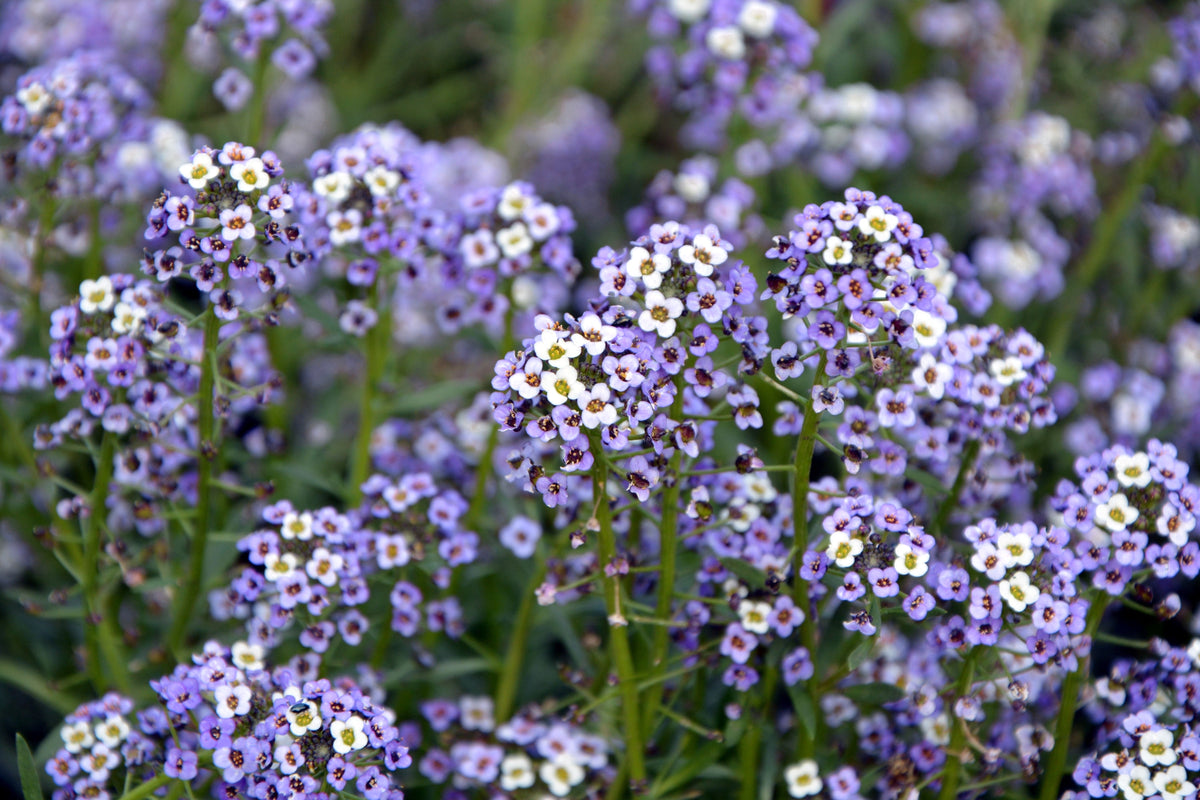 Wonderland Blue Alyssum Seeds – Lobularia Maritima Flower