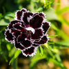 30 Black & White CHIANTI DIANTHUS Chinensis China Pink Flower Seeds