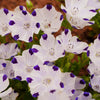 750 FIVE SPOT Nemophila Maculata White & Purple Flower Seeds