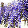 5 BLUE CHINESE WISTERIA Sinensis Ornamental Vine Climber Blue Violet Purple Flower Seeds