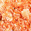 50 ORANGE CARNATION Dianthus Caryophyllus Chabaud Double Flower Seeds