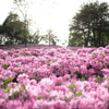 50 PINK ROYAL AZALEA Rhododendron Schlippenbachii Bush Shrub Flower Seeds