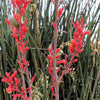 1000 Bulk RED YUCCA Hesperaloe Parviflora Hummingbird Coral Yucca Flower Seeds