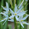 25 Blue WILD HYACINTH Camassia Scilloides Eastern Camas Lily Native Flower Seeds