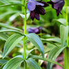 10 CHOCOLATE LILY Black Kamchatka Brown Fritillaria Camschatcensis Flower Seeds