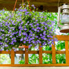 Lilac Purple Lobelia Regatta Lobelia Erinus Flower Seeds – photo 5