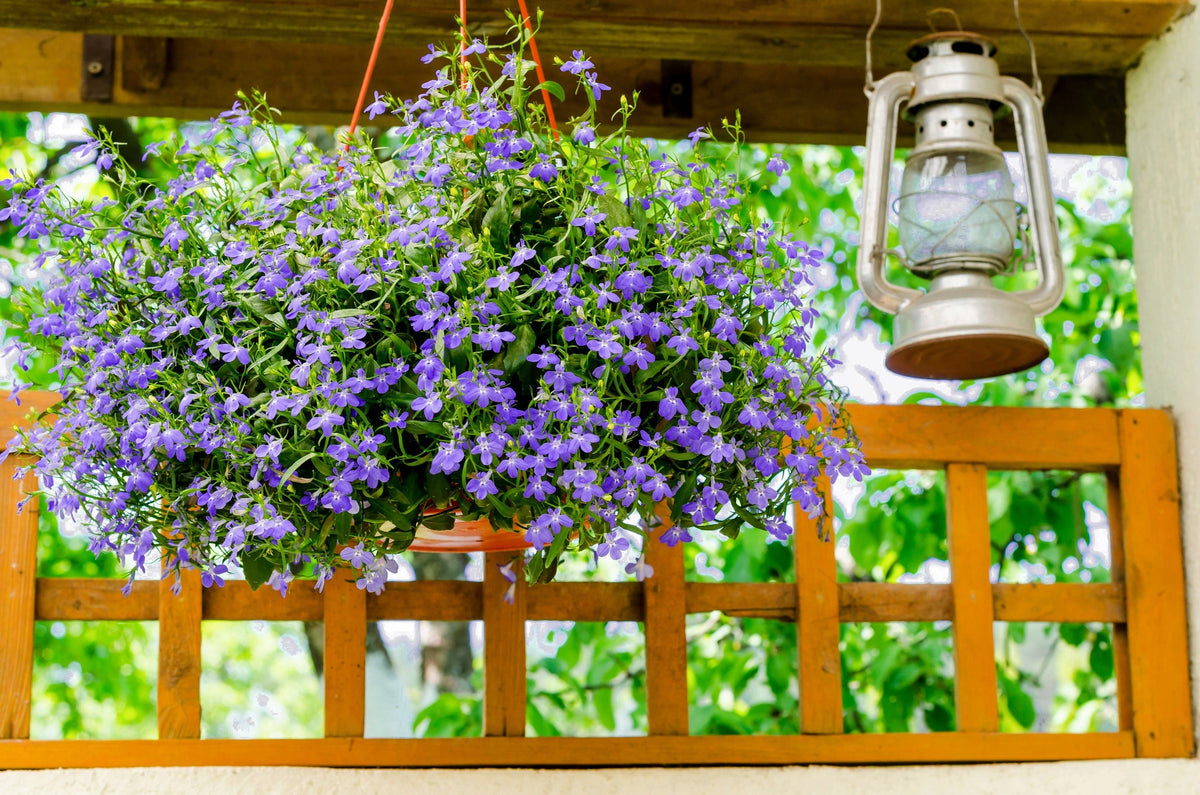 Lilac Purple Lobelia Regatta Lobelia Erinus Flower Seeds – photo 5