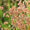 100 QUAKING GRASS (Rattlesnake Grass) Briza Maxima Seeds