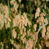 100 QUAKING GRASS (Rattlesnake Grass) Briza Maxima Seeds