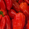 60 RED MARCONI PEPPER Rossa Large Sweet Italian Frying Capsicum Annuum Seeds