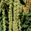 150 AMARANTHUS GREEN TAILS Amaranthus Caudatus Flower Seeds