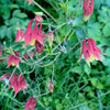 100 ORIENTAL COLUMBINE Plum & White Aquilegia Vulgaris Flower Seeds