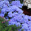 250 Dwarf BLUE BEDDER AGERATUM aka Floss Flower Ageratum Houstonianum Flower Seeds