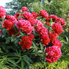 5 GARDEN PEONY Paeonia Lactiflora Red Pink White Mix Chinese Peony Flower Seeds