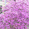 50 PINK ROYAL AZALEA Rhododendron Schlippenbachii Bush Shrub Flower Seeds