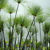 20 Cyperus PAPYRUS Paper Reed Water Plant Egyptian Nile Grass Yellow Flower Seeds